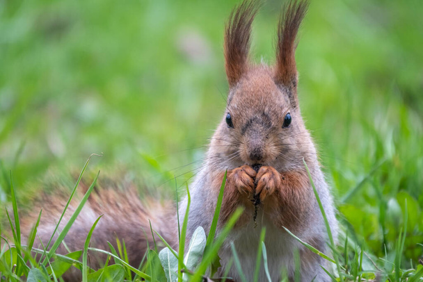 Close-up Portrait of Squirrel. Squirrel eats a nut while sitting in green grass. Eurasian Red squirrel, Sciurus vulgaris, sitting in grass and eating nut against bright green background - Foto, Imagen