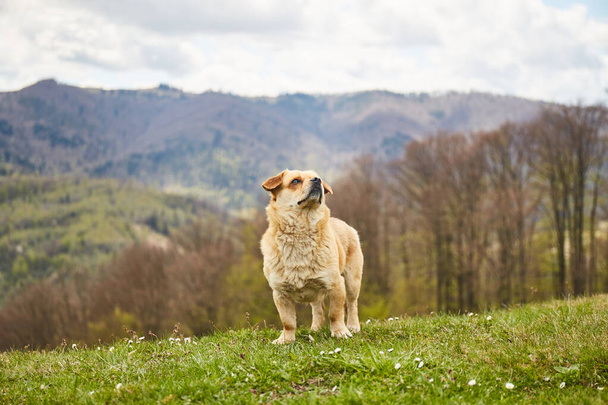 Little dog during a hiking trip in the mountains - 写真・画像