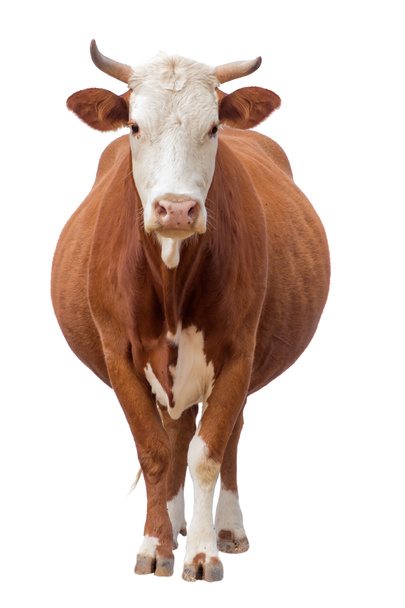 Cow isolated on white - Photo, Image