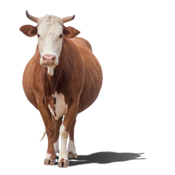 Kráva izolovaná na bílém - Fotografie, Obrázek