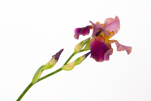 iris flower and water drops  - Фото, зображення