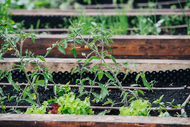 Tomaten en sla groeien in een kas in verhoogde tuinbedden, gevuld met goede vruchtbare grond. - Foto, afbeelding