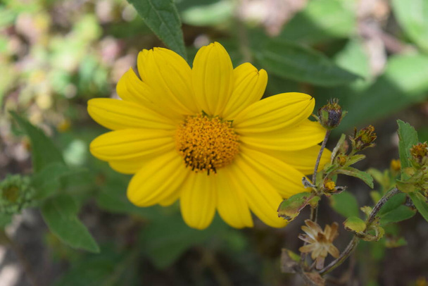 Flor amarilla vista de cerca es un deleite para los ojos - Zdjęcie, obraz