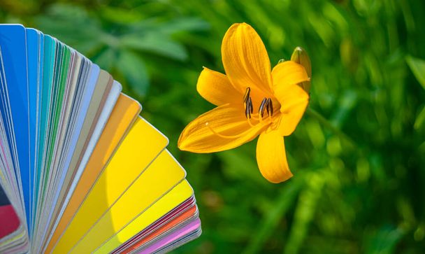 Жовта квітка лілії в саду, вибір кольору відповідно до компонування плівки. Шукати потрібний колір
. - Фото, зображення