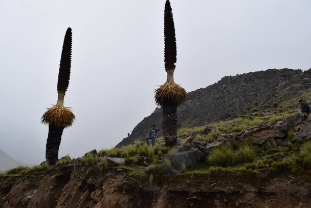 Imponente Puya de Reimondi en montanas del Peru - Photo, image