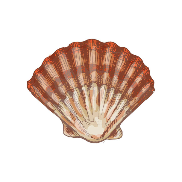 Shell scallop. Vintage hatching color illustration isolated on white background. - Vector, Image