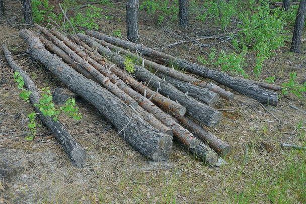 hromada šedých klád mezi borovicemi v lese - Fotografie, Obrázek