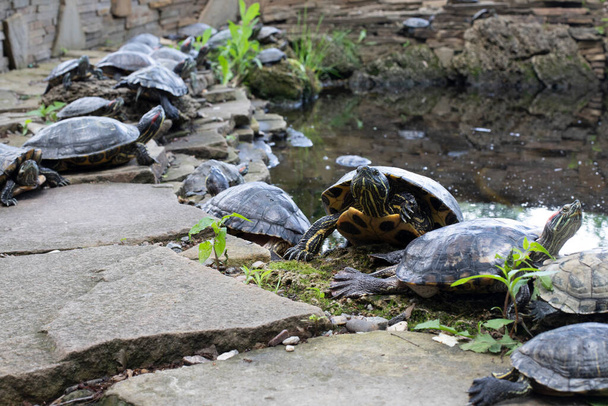 Muchas tortugas disfrutan de las rocas en el estanque de agua dulce del jardín. Animales. Fauna - Foto, Imagen
