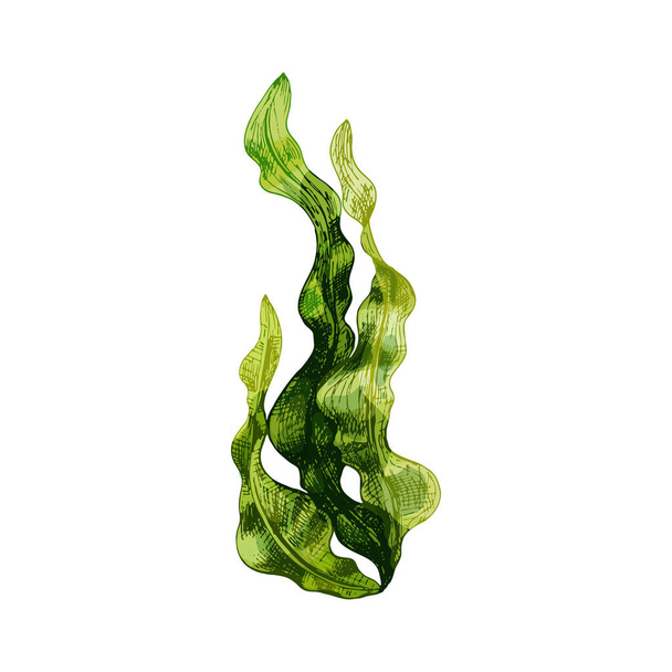 Algues laminaires. Illustration couleur hachure vintage isolée sur fond blanc - Vecteur, image