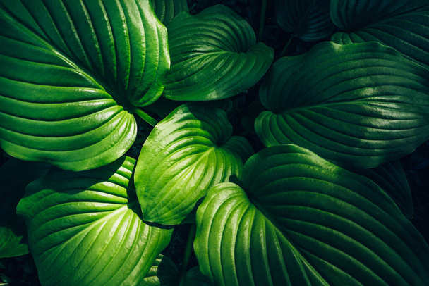 Hosta зеленые листья вид сверху, лето или весна растительного фона, природный декоративный цветочный сад - Фото, изображение