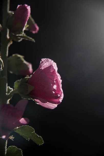 Alcea rosea, közönséges hollyhock rózsaszín virág a kertben - Fotó, kép