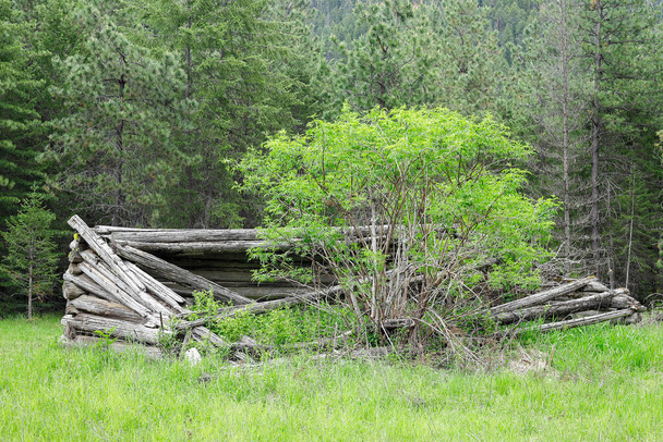 Le rovine di una vecchia casetta di legno sopra cresciuto con un albero ed erba situato vicino Athol, Idaho. - Foto, immagini