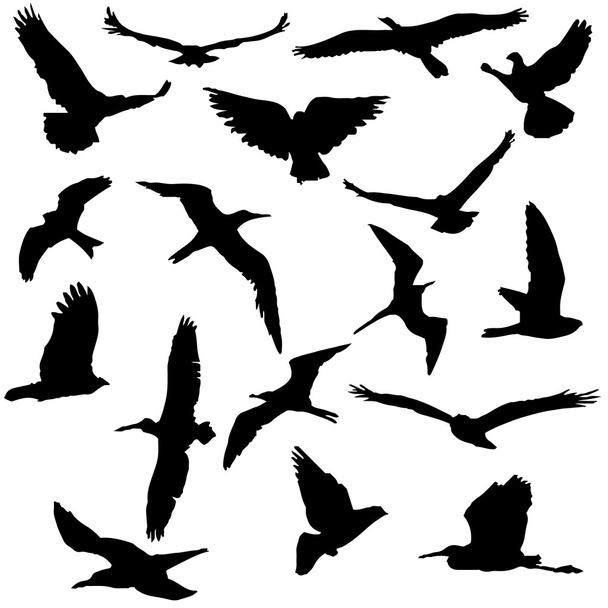 Coleção vetorial de silhuetas de pássaros
 - Vetor, Imagem