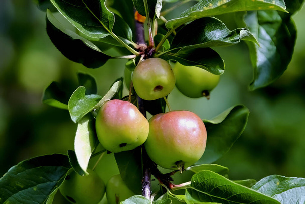 Яблоки на дереве (Malus) в начале лета до сбора урожая, Бавария, Германия, Европа - Фото, изображение