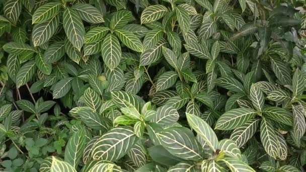 sanchezia speciosa vert léonard plante feuillue - Séquence, vidéo