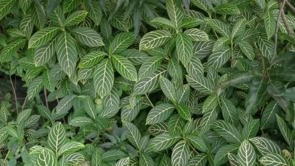 green sanchezia speciosa leonard leafy plant - Footage, Video