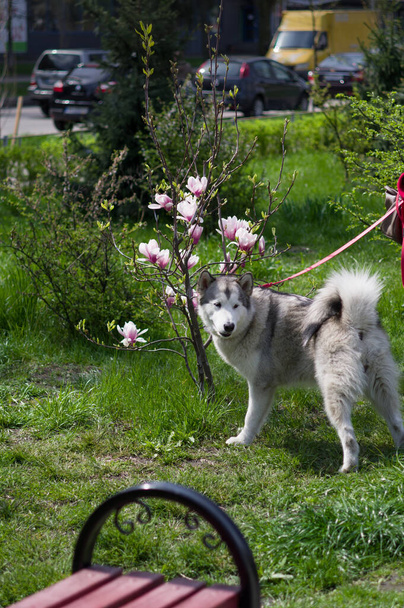 Egy kutya virágot szimatol a parkban. Kutya a virágok mellett. A kutya a magnólia mellett. Husky pórázon. Függőleges keret. - Fotó, kép
