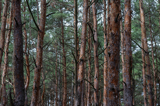 Pine forest texture. Straight brown trunks of conifers. Pine forest tree trunks in summer day as beautiful natural textured background. - Foto, Imagem