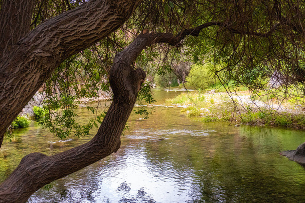 The river through the branches of a tree - Photo, Image
