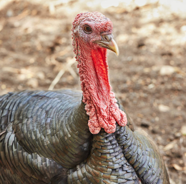 Portrait of turkey close-up in the corral in the garden. - Photo, Image