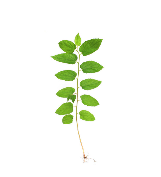 Tree sapling or seedling with visible root against a white background - Photo, image