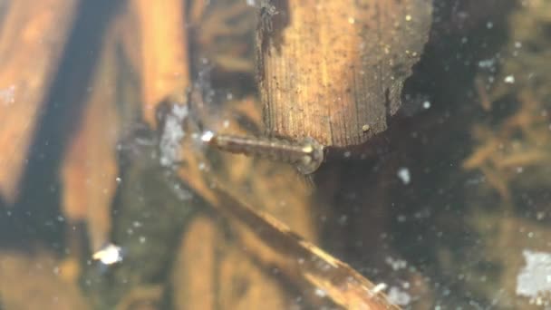 Larvae Mosquito floats pull the body to move, stage third, larvae floats on  surface among algae with air droplets and is ready to move to fourth stage. Macro view insect in wildlife - Footage, Video