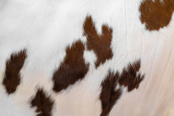 Шкіра білої корови з коричневими плямами. Хутро тварин. Природний фон. Тепла пухнаста поверхня
. - Фото, зображення