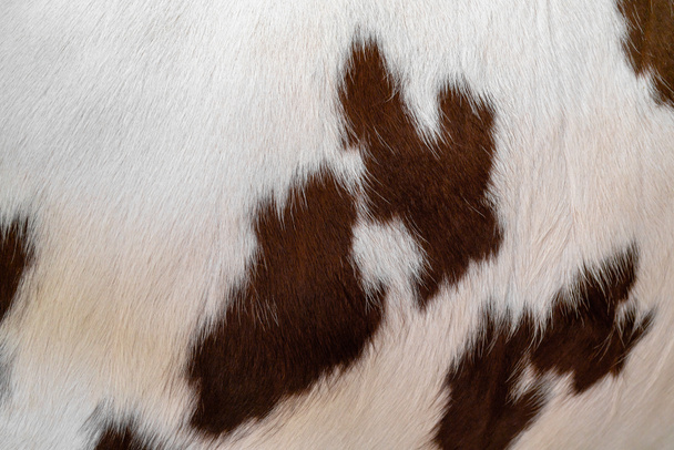 Шкіра білої корови з коричневими плямами. Хутро тварин. Природний фон. Тепла пухнаста поверхня
. - Фото, зображення