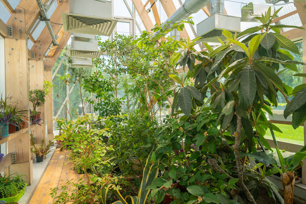 Groene planten in een paviljoen met glazen dak. Modern interieur.  - Foto, afbeelding