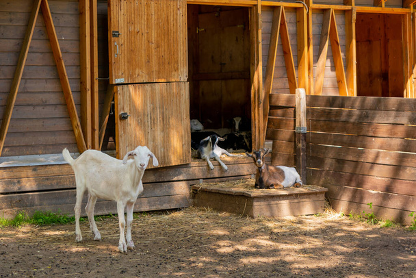 Little kids on a farm on a summer day. Lovely pets. - Photo, Image
