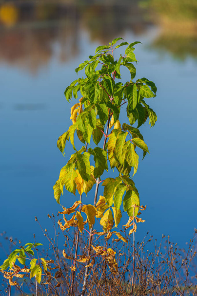 Yellow and grafted green foliage of a plant on a sunny evening, against a blurred background of the river. Autumn season. Cover. Natural background for design. - Фото, изображение