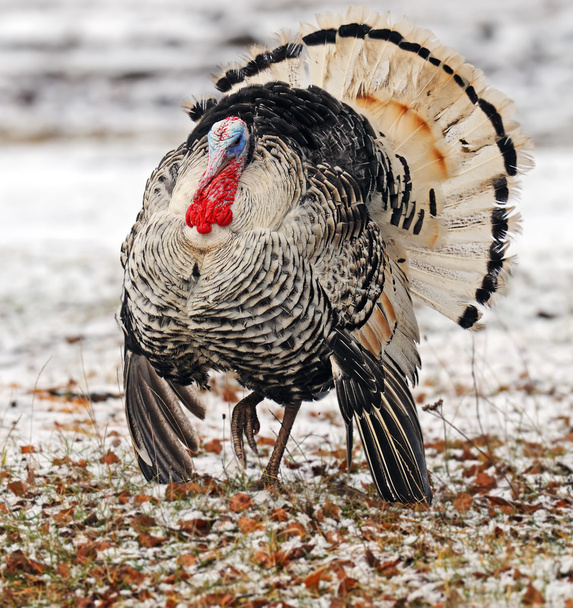 Turkey on the farm - Photo, Image
