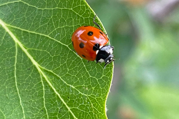 ladybug on quince tree leaf - Vector, Image