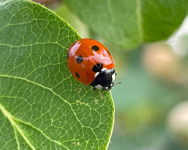 ladybug on quince tree leaf - Vector, Image