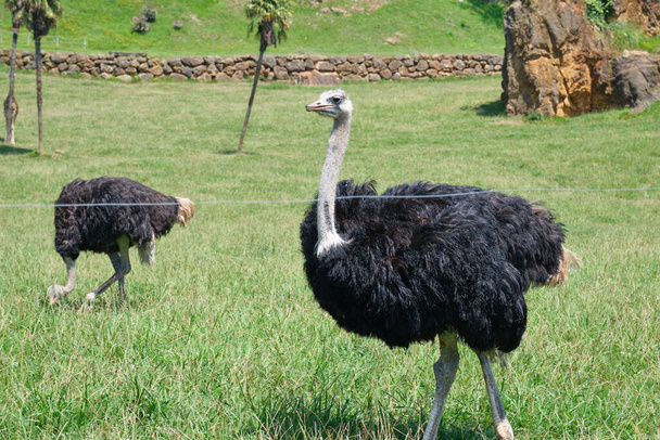 Ostriches in Cabarceno Natural Park in Cantabria - Фото, изображение