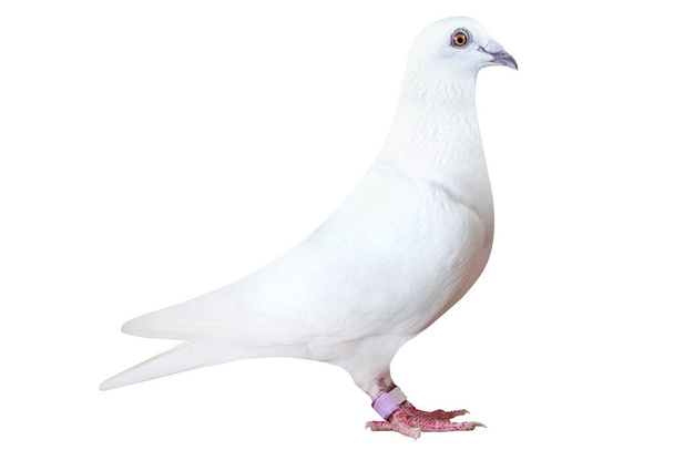 pluma blanca de la paloma de carreras de velocidad aislada sobre fondo blanco - Foto, Imagen