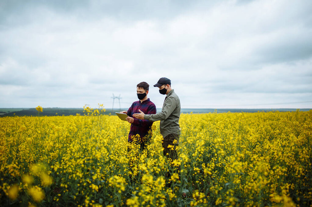 Two young farmers or agronomists in protective masks with a tablet in their hands check a rapeseed field. Ripe harvest concept. Modern technologies in farming - Photo, Image