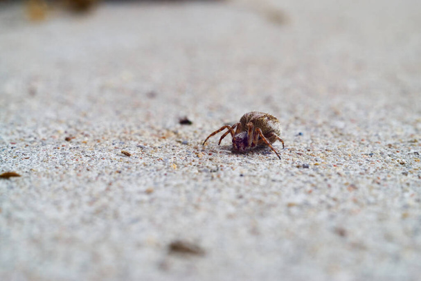Spider on the ground in front of the camera - Photo, Image