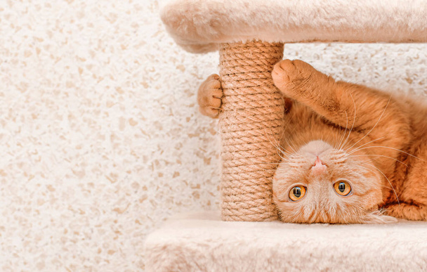 playful ginger cat tumbling in the pet house and looking at the camera - Photo, Image