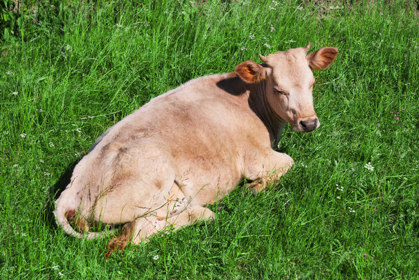 novilla de color rojo claro descansando entre la hierba en el prado - Foto, imagen