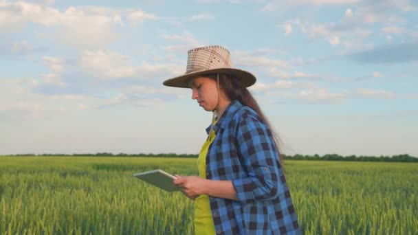Kobieta rolnik z tabletką w ręku pracuje latem na polu pszenicy. Starszy rolnik, właściciel firmy z tabletkami na polu pszenicy. Agronomista z cyfrowym tabletem w rękach. Przedsiębiorczyni - Materiał filmowy, wideo