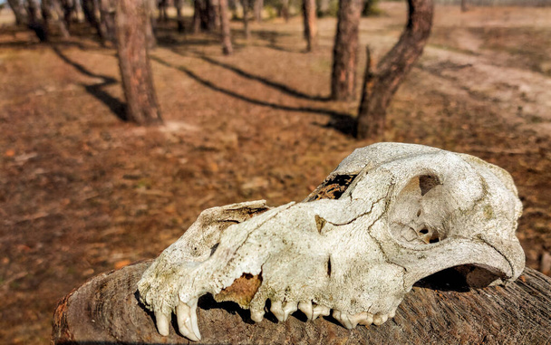  Ormandaki hayvan kafatası - Fotoğraf, Görsel