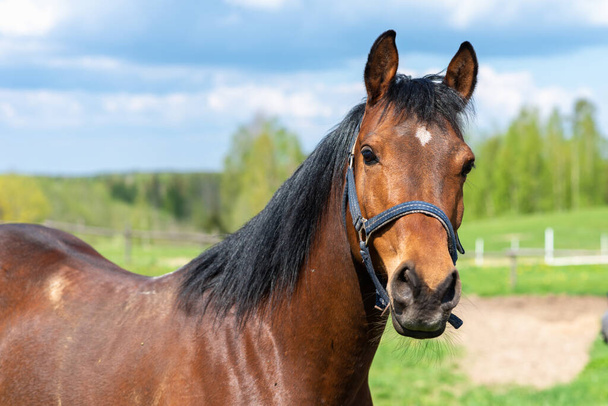 Retrato de um cavalo, castanho, castanho.Jovem de raça pura posando no verão prado verde.Cavalo na natureza.Fechar. - Foto, Imagem