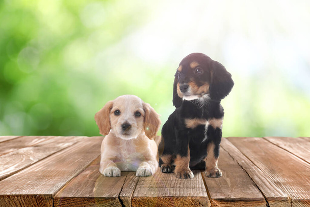 Cute English Cocker Spaniel puppies on wooden surface outdoors, bokeh effect. Adorable pets - Foto, Imagem