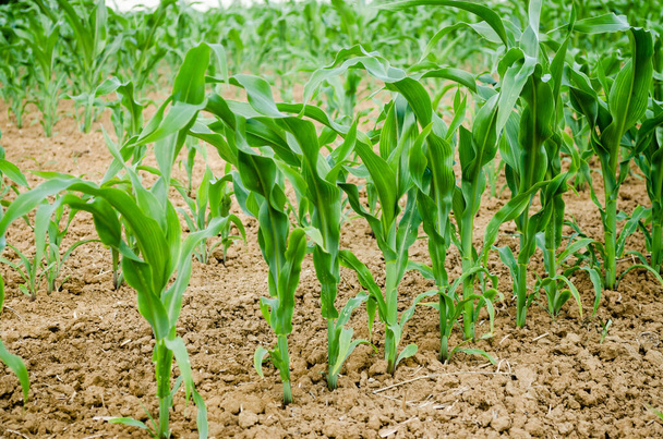 Kukoricamező fiatal szárakkal, Újvidék, Szerbia - Fotó, kép