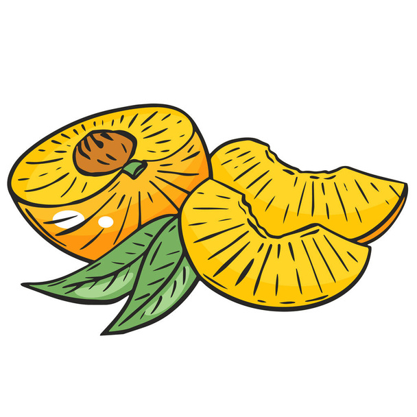 Sliced peach, vector. Peach half and wedges. Bright orange juicy fruit with leaves. Organic healthy food. Hand drawing. - ベクター画像