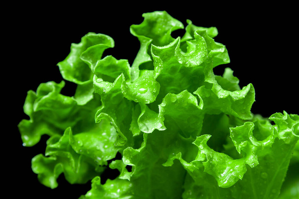 Lush green lettuce leaves on a black background. Vegetarian food - Photo, Image