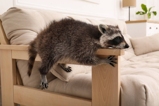 Cute raccoon lying on armrest of sofa indoors - Photo, Image