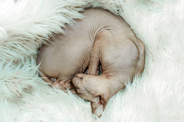 Kanadalı tüysüz sfenks kedisi derin uykuda, bir topun içinde kıvrılmış.. - Fotoğraf, Görsel