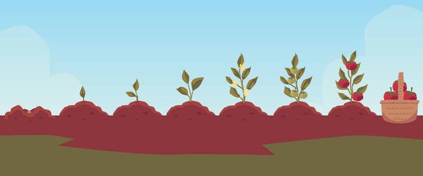 Tomato plant growth infographic showing plant in soil, flat vector illustration. - Vettoriali, immagini